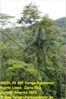 44201 26 039 Veruga Rainforest, Puerto Limon, Costa Rica, Central-Amerika 2022.jpg